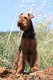 AIREDALE TERRIER 267